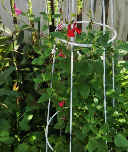 暑くても健気に咲いてるお花たち(^\'^)_f0366679_14255017.jpg