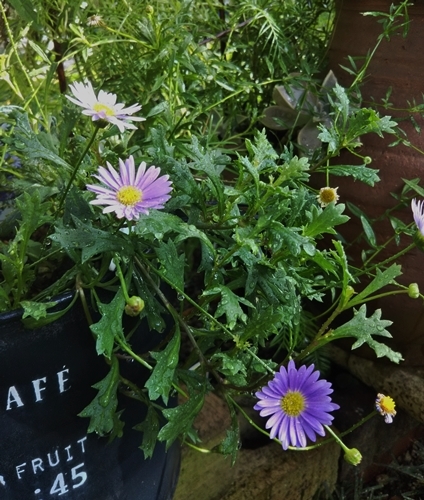 ブラキカムの切戻しと庭の草花~_f0366679_14500012.jpg