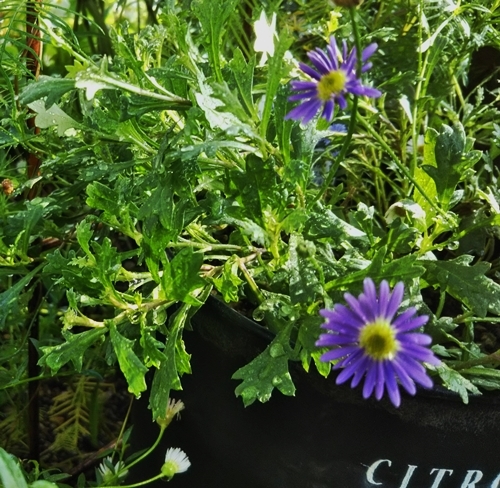 ブラキカムの切戻しと庭の草花~_f0366679_14501891.jpg