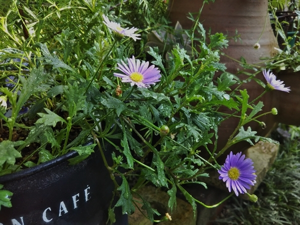 ブラキカムの切戻しと庭の草花~_f0366679_14503817.jpg
