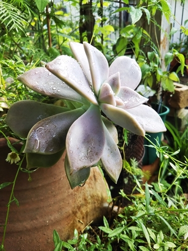 ブラキカムの切戻しと庭の草花~_f0366679_14505678.jpg