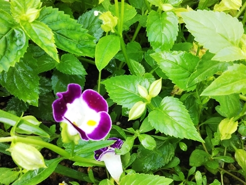 ブラキカムの切戻しと庭の草花~_f0366679_15123930.jpg