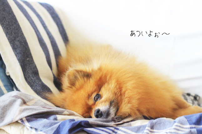着なくなったtシャツをリサイクル 草木染してtシャツヤーンを作ったよ 玉ねぎ染め編 A Piece Of Dream 植物とdiyと 着なくなったtシャツをリサイクル 草木染してtシャツヤーンを作ったよ 玉ねぎ染め編 A Piece Of Dream 植物とdiyと