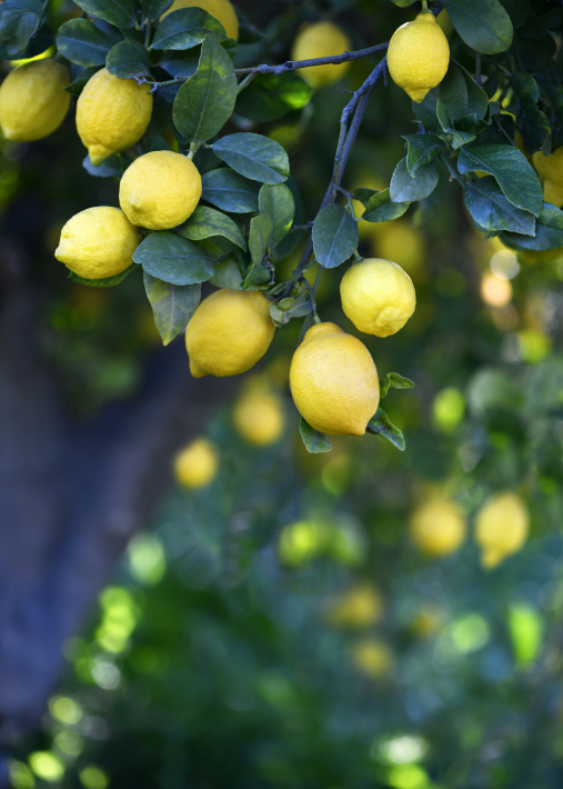 南イタリアのレモンの魅力_f0032081_07244219.jpg