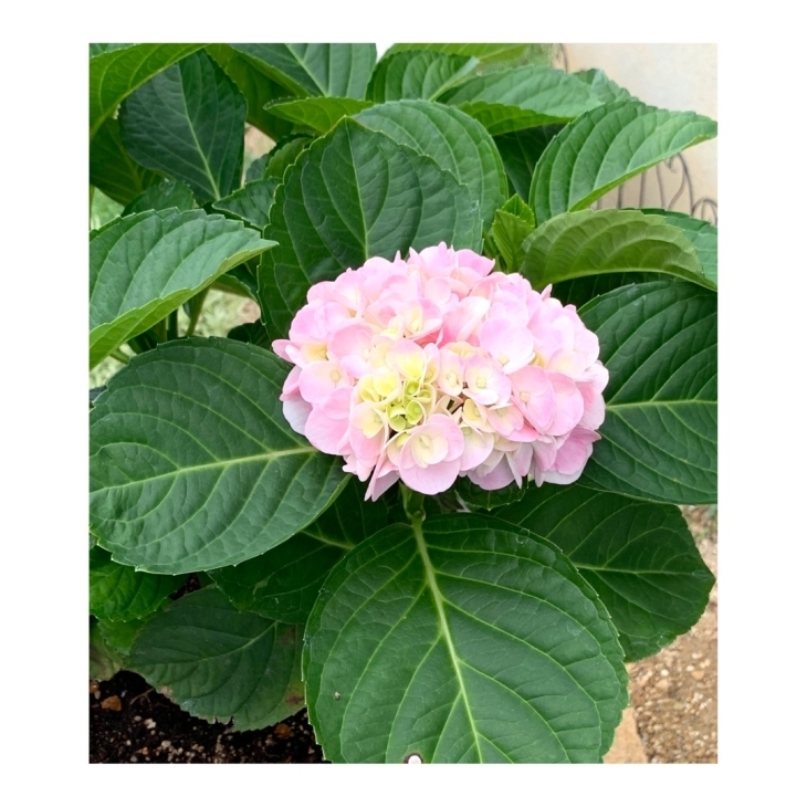 鉢植え紫陽花の置き場所 千日紅 編み好き Amiami通信 鉢植え紫陽花の置き場所 千日紅 編み好き Amiami通信