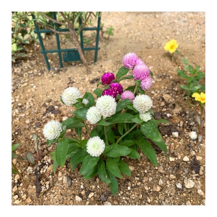 鉢植え紫陽花の置き場所 千日紅 編み好き Amiami通信 鉢植え紫陽花の置き場所 千日紅 編み好き Amiami通信