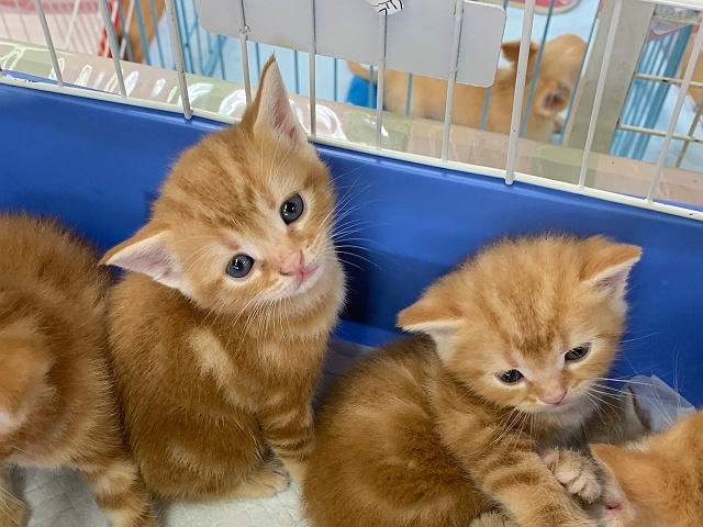 レッドタビーのアメショたち 猫とオヤジの静かなる日々 レッドタビーのアメショたち 猫とオヤジの静かなる日々