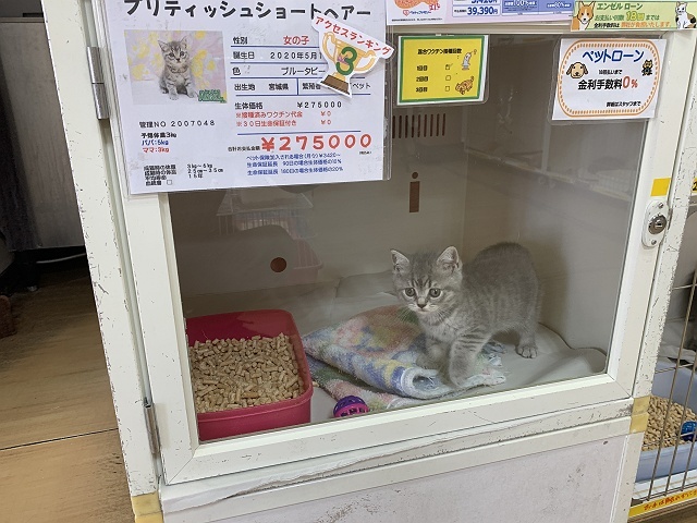 レッドタビーのアメショたち 猫とオヤジの静かなる日々 レッドタビーのアメショたち 猫とオヤジの静かなる日々