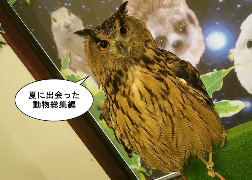 【ただの雑記】今シーズン出会った動物総集編(?)_f0205396_13474981.jpg