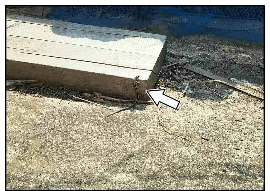 【ただの雑記】今シーズン出会った動物総集編(?)_f0205396_13580945.jpg