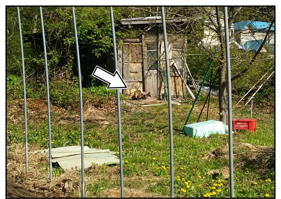 【ただの雑記】今シーズン出会った動物総集編(?)_f0205396_14033197.jpg