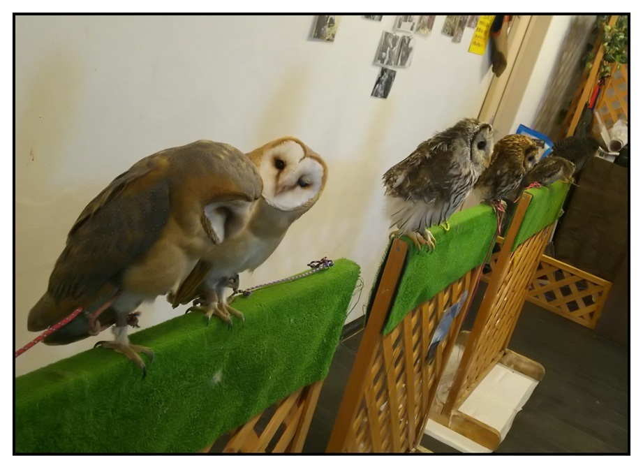 【ただの雑記】今シーズン出会った動物総集編(?)_f0205396_14312847.jpg
