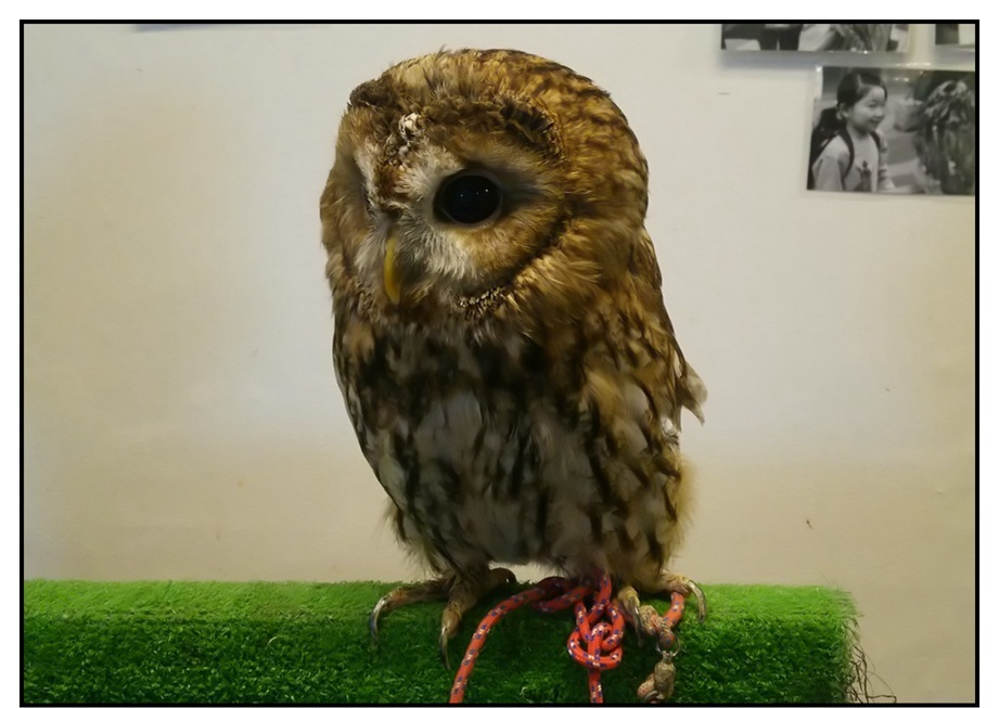 【ただの雑記】今シーズン出会った動物総集編(?)_f0205396_14332336.jpg