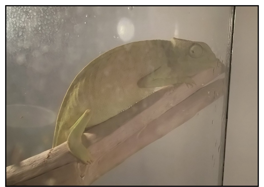 【ただの雑記】今シーズン出会った動物総集編(?)_f0205396_14454197.jpg