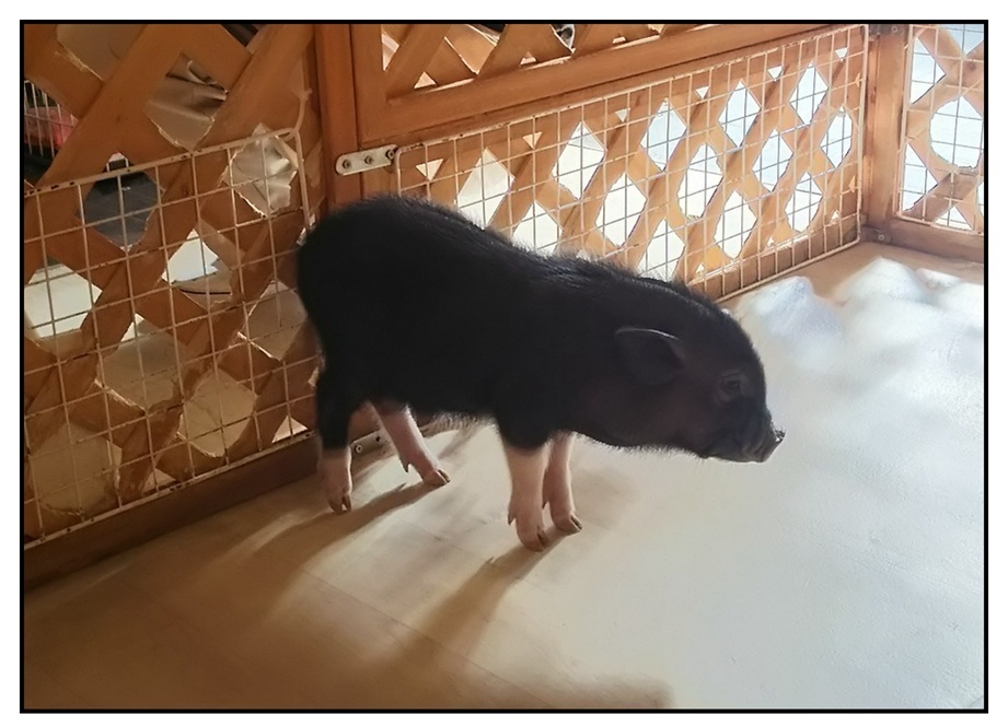 【ただの雑記】今シーズン出会った動物総集編(?)_f0205396_14454478.jpg