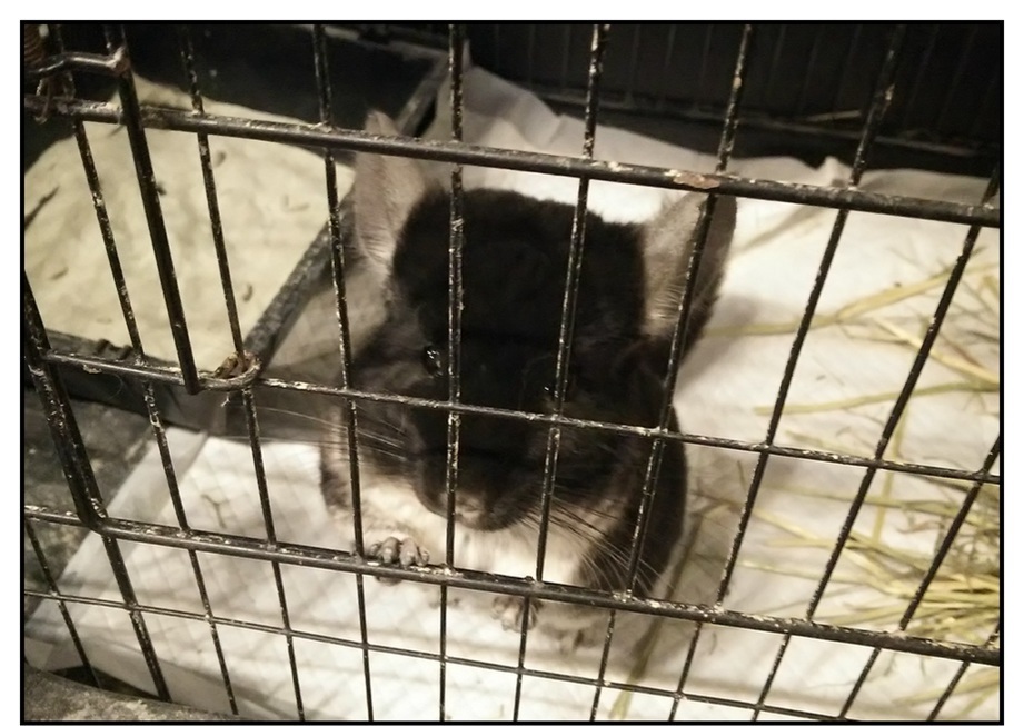 【ただの雑記】今シーズン出会った動物総集編(?)_f0205396_14454786.jpg