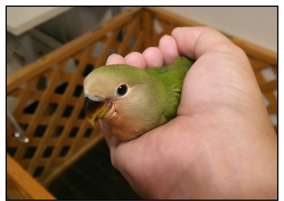 【ただの雑記】今シーズン出会った動物総集編(?)_f0205396_14455056.jpg