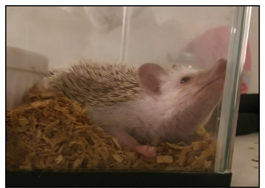 【ただの雑記】今シーズン出会った動物総集編(?)_f0205396_14455211.jpg