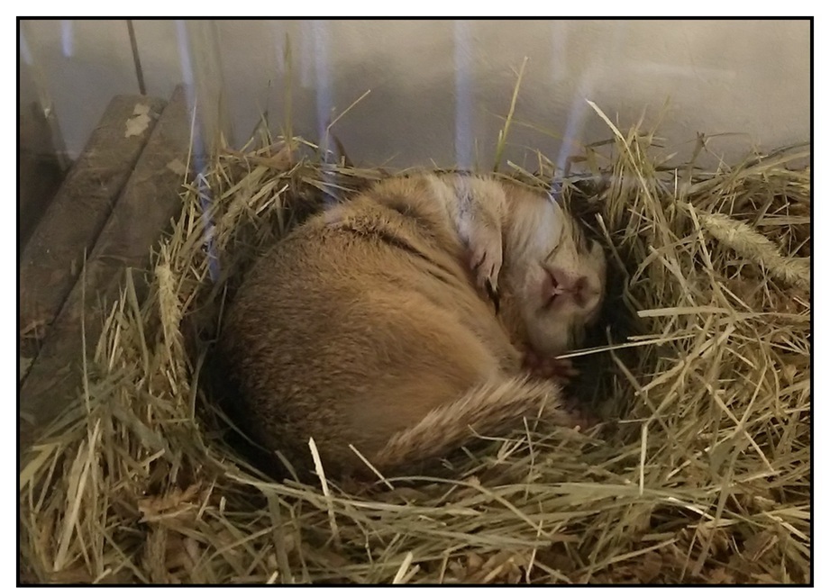 【ただの雑記】今シーズン出会った動物総集編(?)_f0205396_14455573.jpg