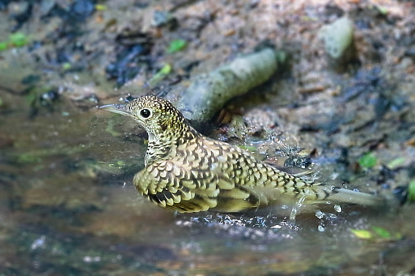 トラツグミ_e0413627_10391823.jpg