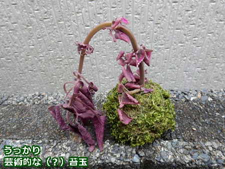苔玉の葉っぱも枯らすこの暑さ 自然とともに生きる 苔玉の葉っぱも枯らすこの暑さ 自然とともに生きる