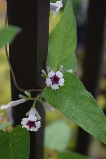 可愛い花なのに可哀そうな名前の花 ヒバリのつぶやき