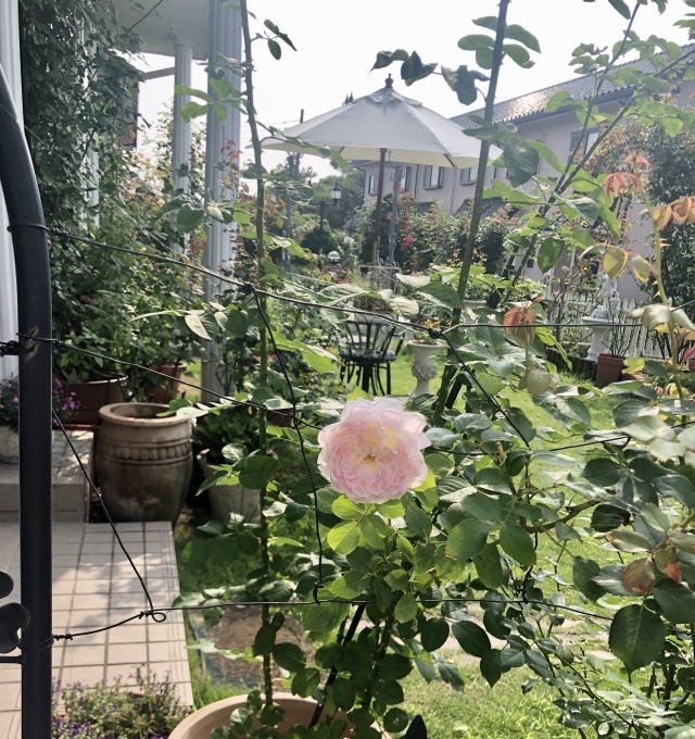 どちら様のバラ？と変わらぬバラ♡と、薬剤散布♫_a0396654_21330731.jpeg