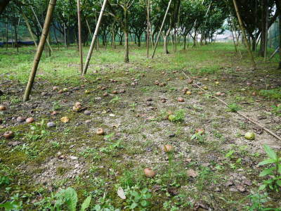 太秋柿 古川果樹園 今年はあの長雨の梅雨の影響がこの時期に出てきてかつてないピンチです!_a0254656_18042802.jpg