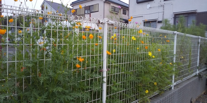 暑い中でもコスモスの咲く季節に_f0291565_16555986.jpg