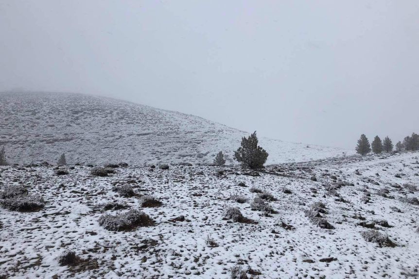 雪だよ 雪 アデレードの片隅で2 雪だよ 雪 アデレードの片隅で2