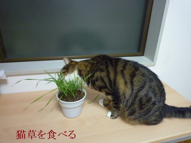 ひたすら掃除_e0363677_21054938.jpg