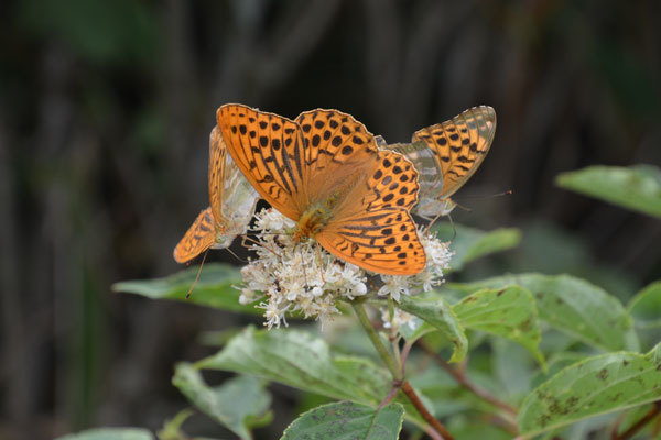 八ヶ岳高原のヒョウモン類（２０２０年８月上旬）_c0049095_10021346.jpg