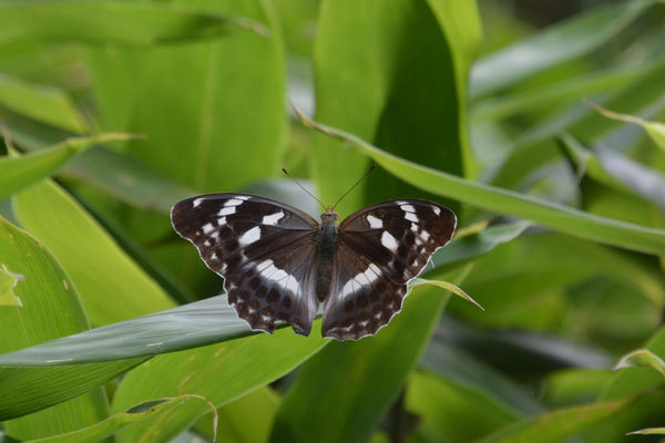 八ヶ岳高原のヒョウモン類（２０２０年８月上旬）_c0049095_10023724.jpg