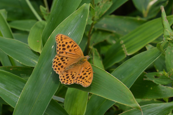 八ヶ岳高原のヒョウモン類（２０２０年８月上旬）_c0049095_10024860.jpg