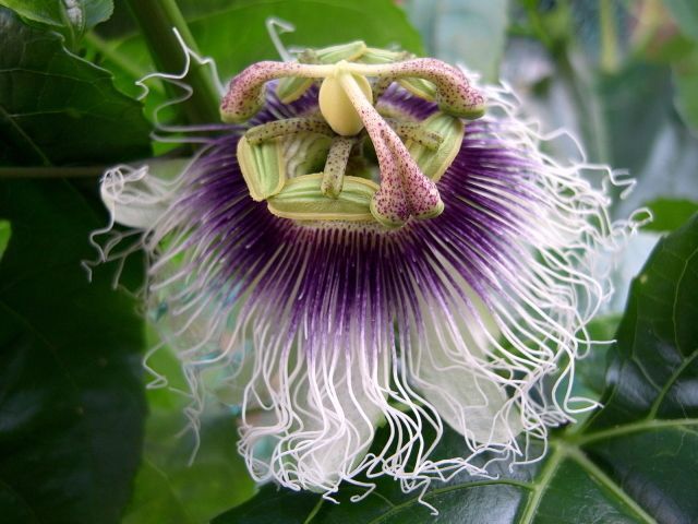 パッションフルーツの花が咲きました_f0325295_14053056.jpg