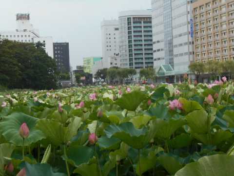 秋田市千秋公園の蓮の花 小町の日々の暮らし 秋田市千秋公園の蓮の花 小町の日々の暮らし