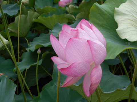 秋田市千秋公園の蓮の花 小町の日々の暮らし 秋田市千秋公園の蓮の花 小町の日々の暮らし