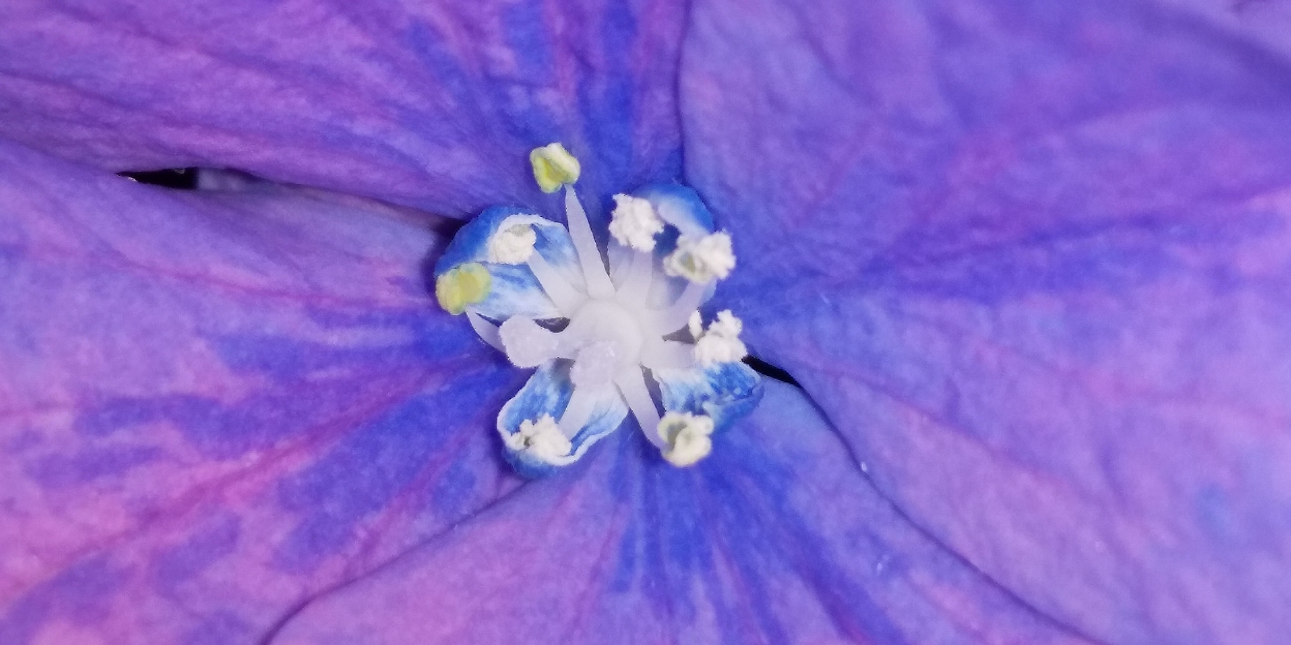紫陽花の花_b0198109_13144434.jpg