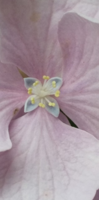 紫陽花の花_b0198109_13145697.jpg