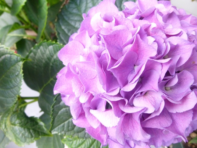 紫陽花の花_b0198109_13162177.jpg