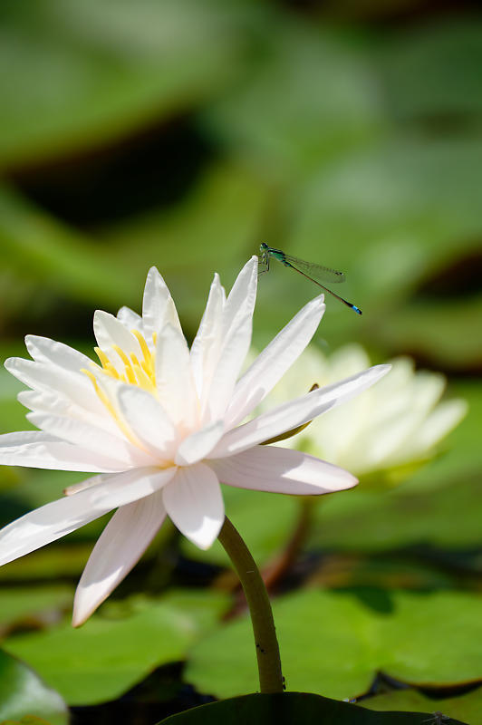 草津市立水生植物公園みずの森 其の二_f0032011_14212627.jpg