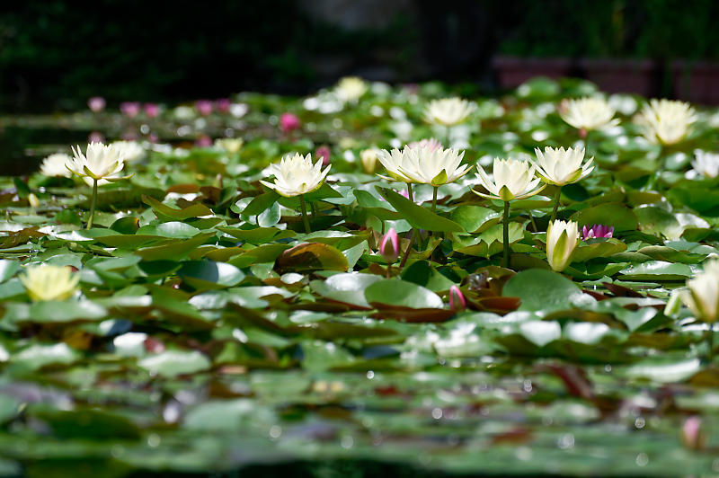 草津市立水生植物公園みずの森 其の二_f0032011_14212672.jpg