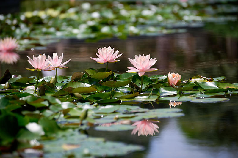 草津市立水生植物公園みずの森 其の二_f0032011_14212692.jpg
