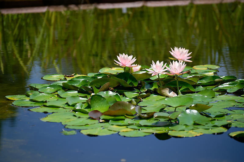 草津市立水生植物公園みずの森 其の二_f0032011_14212758.jpg