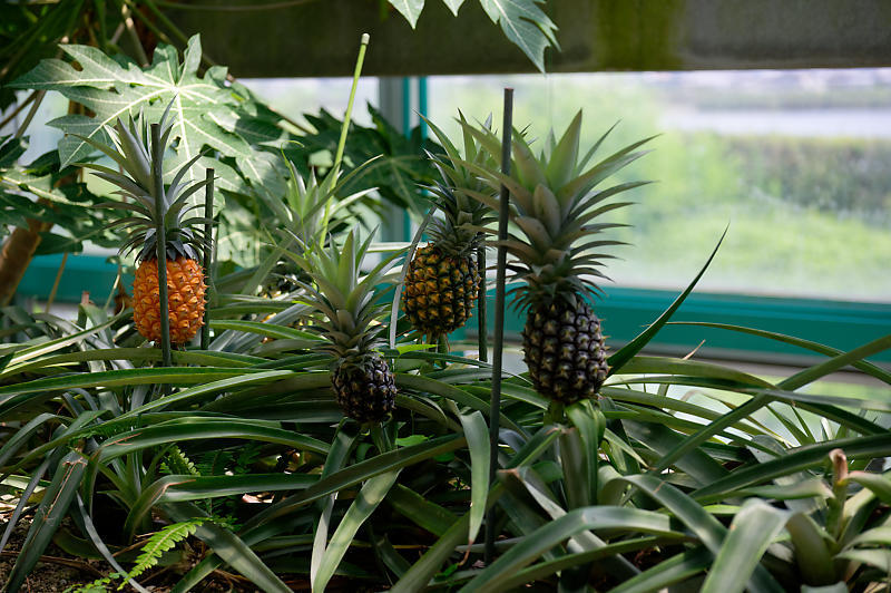 草津市立水生植物公園みずの森 其の二_f0032011_14212790.jpg