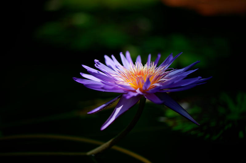 草津市立水生植物公園みずの森 其の二_f0032011_14244615.jpg