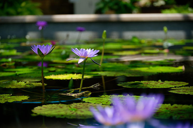 草津市立水生植物公園みずの森 其の二_f0032011_14244677.jpg