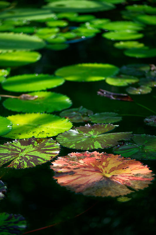 草津市立水生植物公園みずの森 其の二_f0032011_14244728.jpg