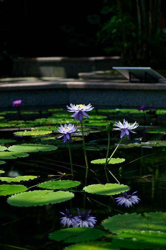 草津市立水生植物公園みずの森 其の二_f0032011_14244773.jpg
