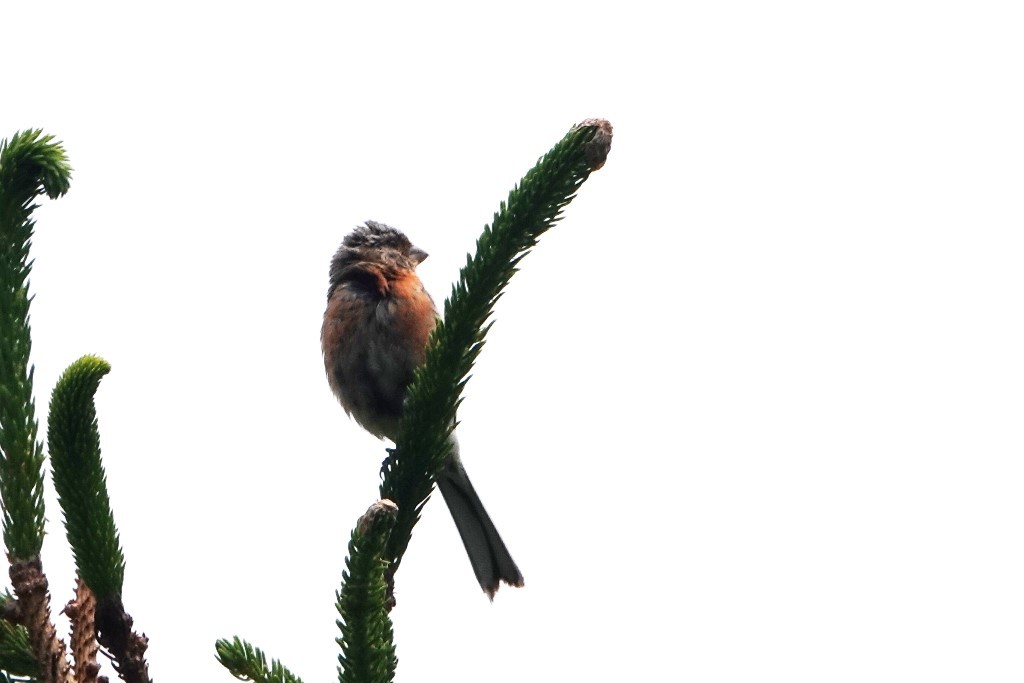 野鳥トレ　218　北海道探鳥地放浪の旅　その2_b0227552_21213370.jpg